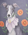 fable-england-catherine-rowe-pet-portraits-whippet-schal-blau-leicht image 2